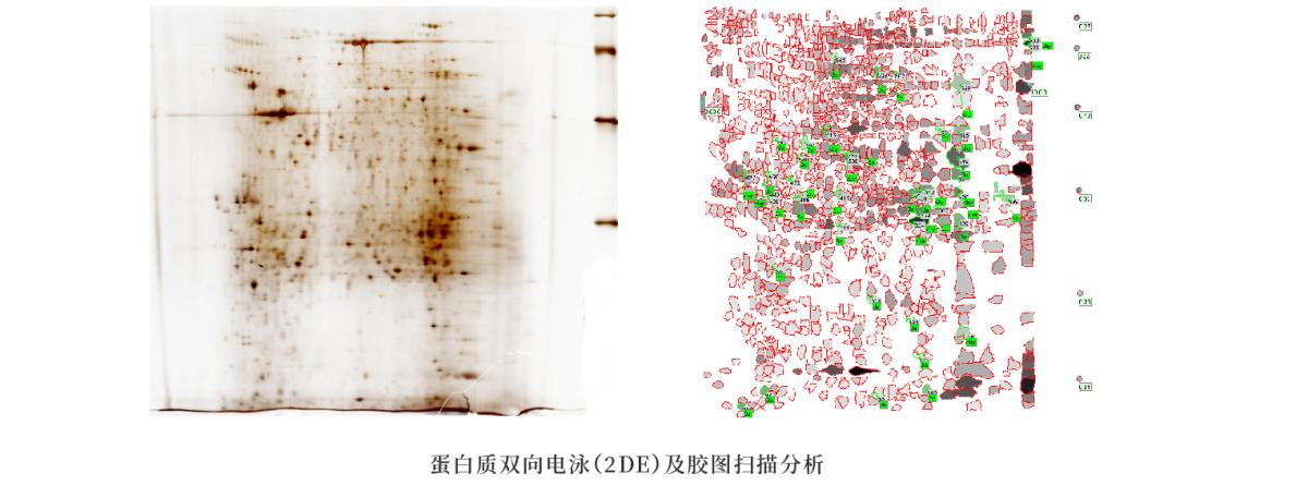 高通量高内涵药物筛选平台_画板 1 副本 3.jpg