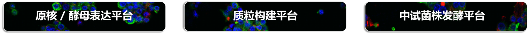 蛋白和多肽药物开发